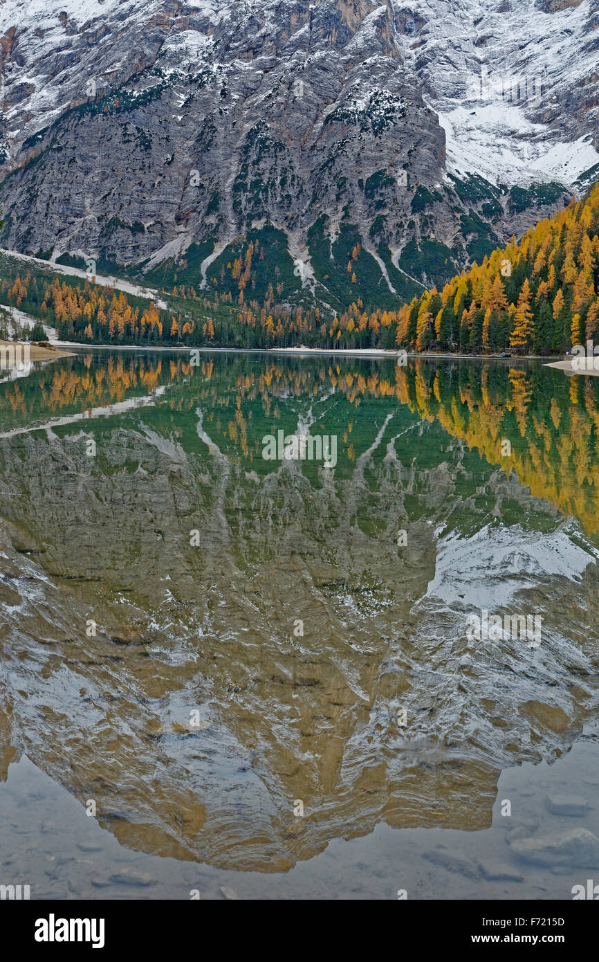 I larici con scolorimento autunnale, riflessi nel Lago di Braies o il Lago di Braies, Dolomiti, Alto Adige, Italia, Europa Foto Stock