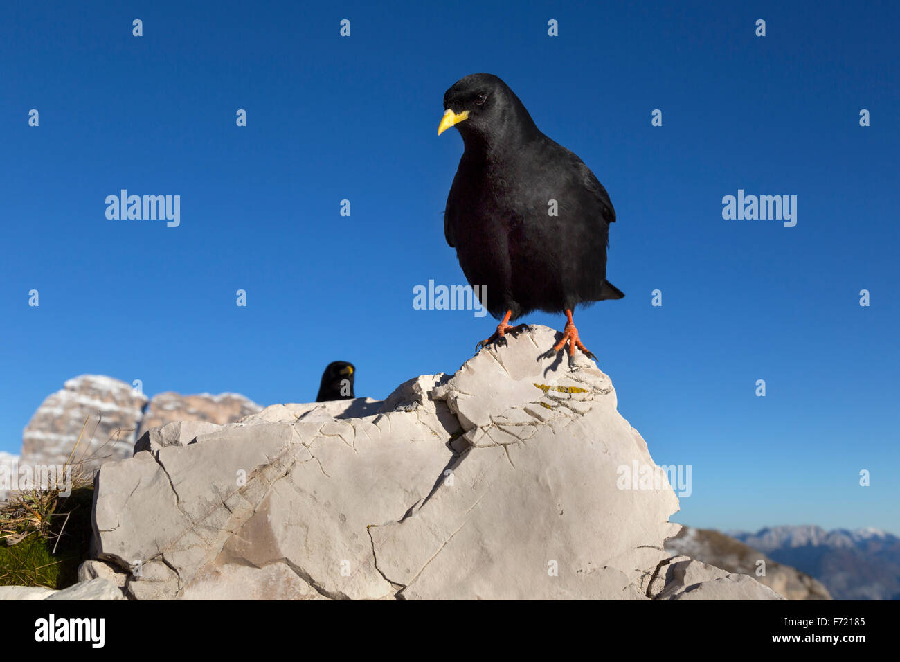 Gracchio alpino (Pyrrhocorax graculus), Dolomiti, Alto Adige, Italia, Europa Foto Stock