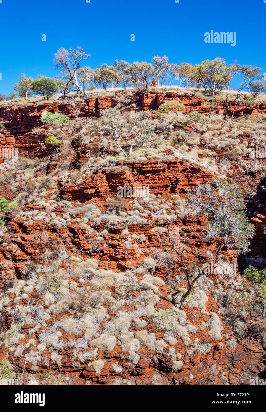 Australia, Australia occidentale, Pilbara, Hamersley Range, Karijini National Park, Tridea erba e gengive fantasma, Knox Gorge Foto Stock