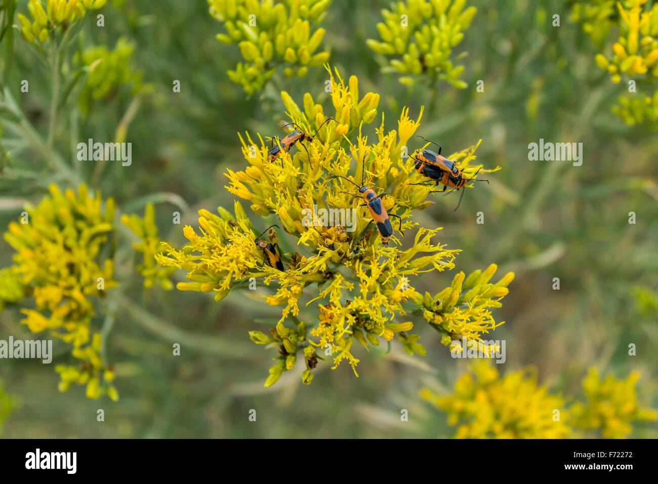 Love bugs appendere fuori su alcuni fiori Foto Stock