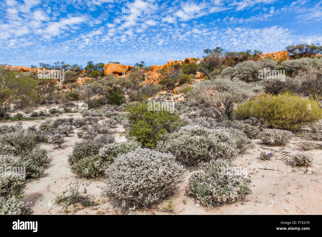 A fioritura primaverile Mulla Mulla boccole a Graniti riserva vicino Monte Calamita, Distretto di Murchison, Mid West Australia Occidentale Foto Stock