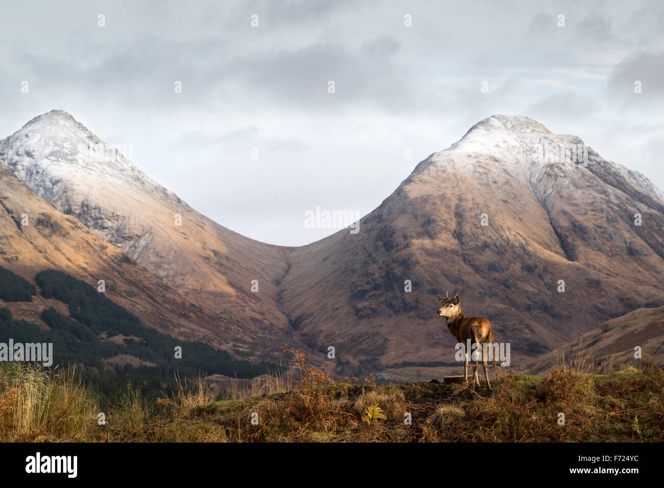 Buck alto permanente in Glen Foto Stock
