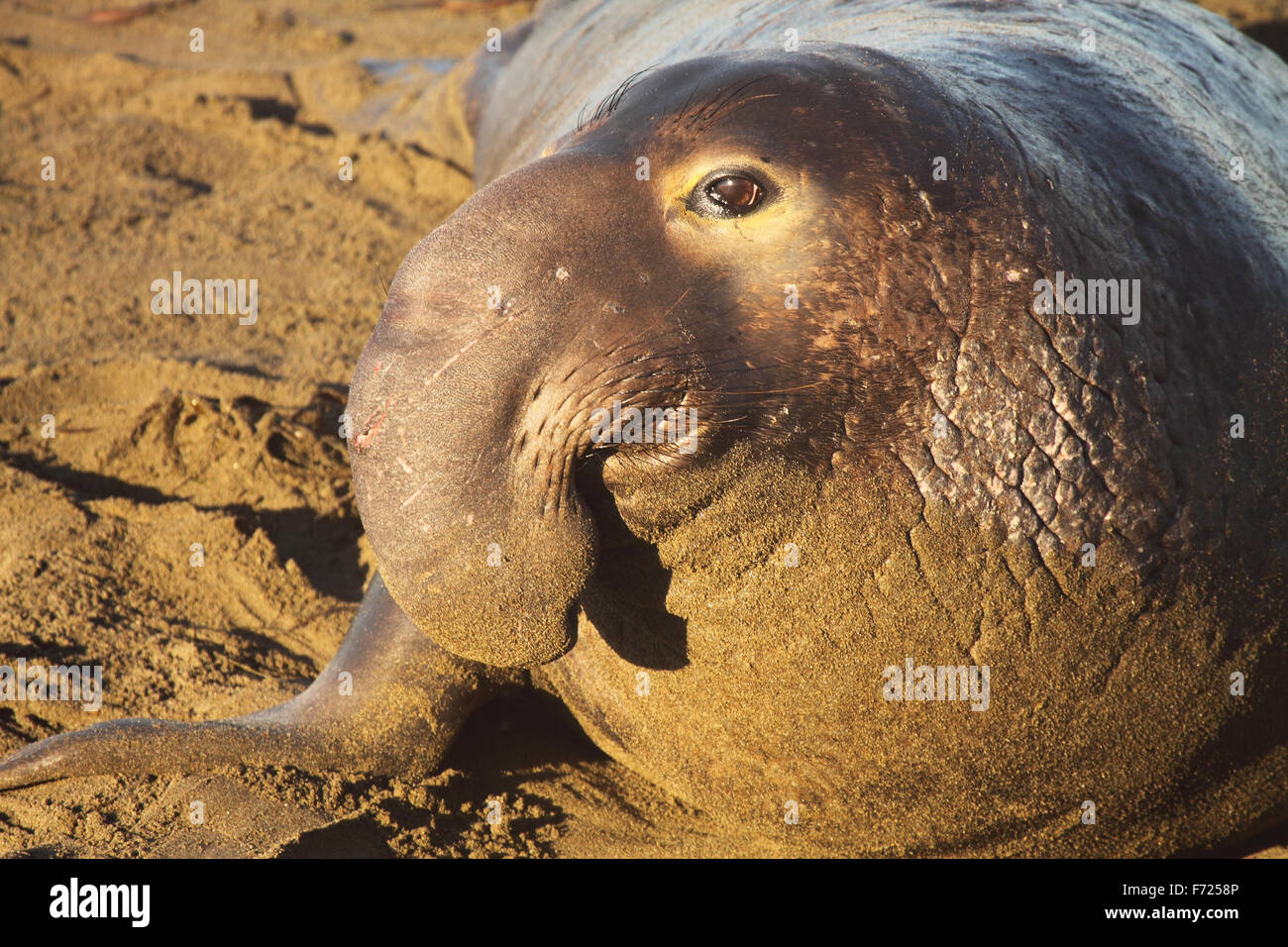 Una grande guarnizione di elefante bull sulla spiaggia. Foto Stock