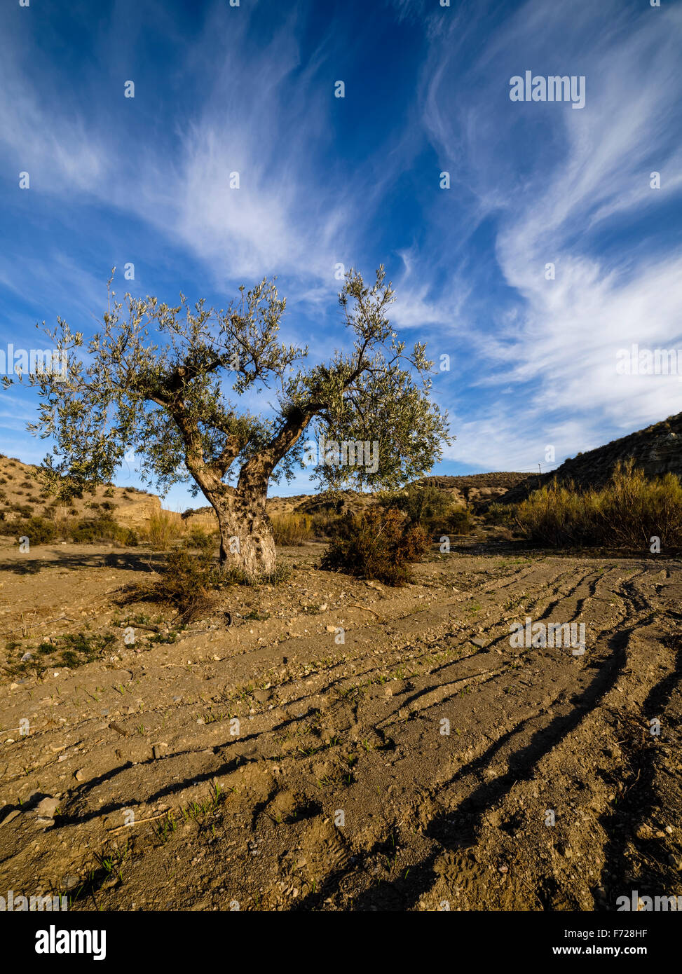 Albero isolato nel deserto di Tabernas, vicino a Almeria, Andalusia, Spagna Foto Stock