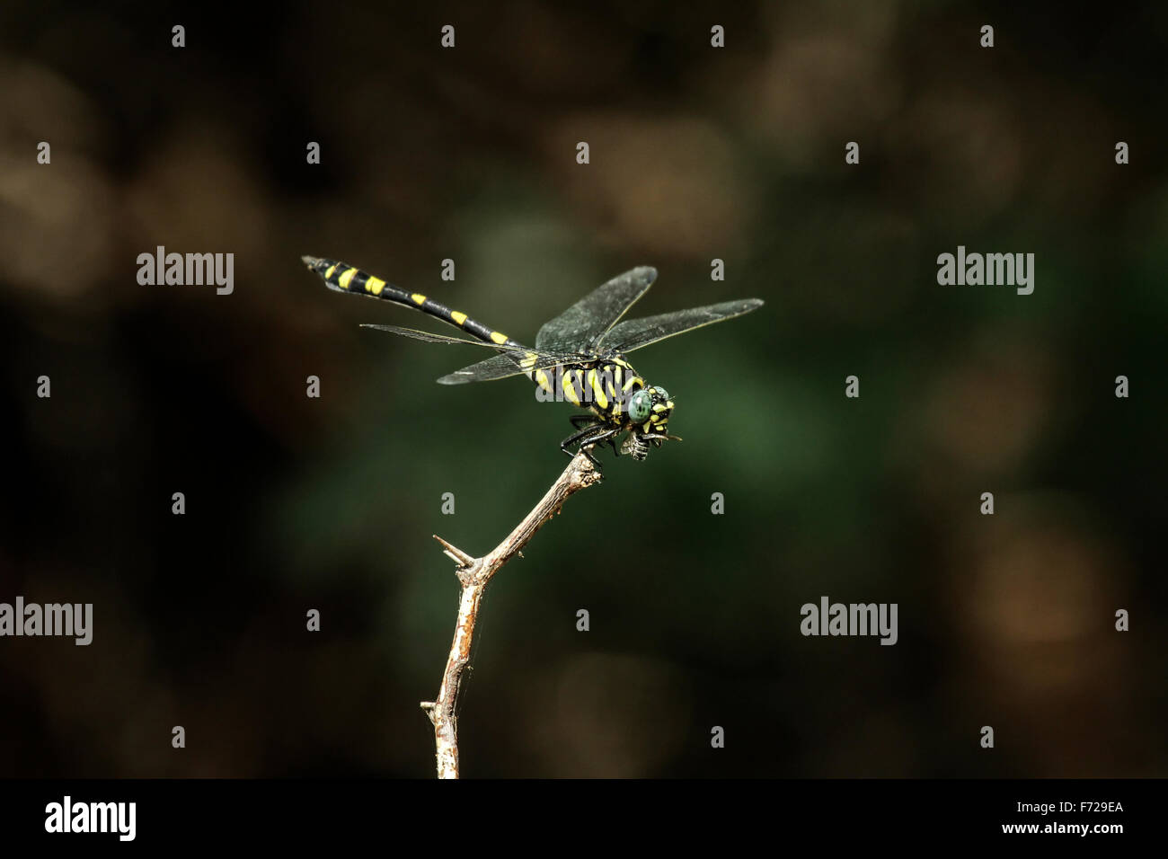 Il golden-inanellati dragonfly (Cordulegaster boltonii) è uno dei più grandi di libellule, Foto Stock