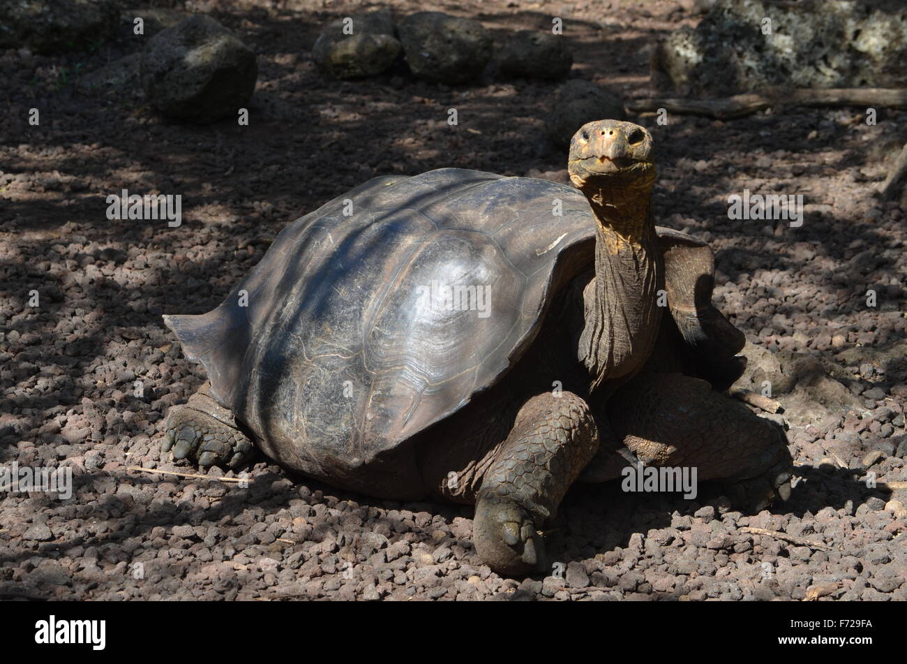 Le Galapagos La tartaruga gigante, al Galapaguera Centro di Interpretazione di San Cristobal, Isole Galapagos Foto Stock