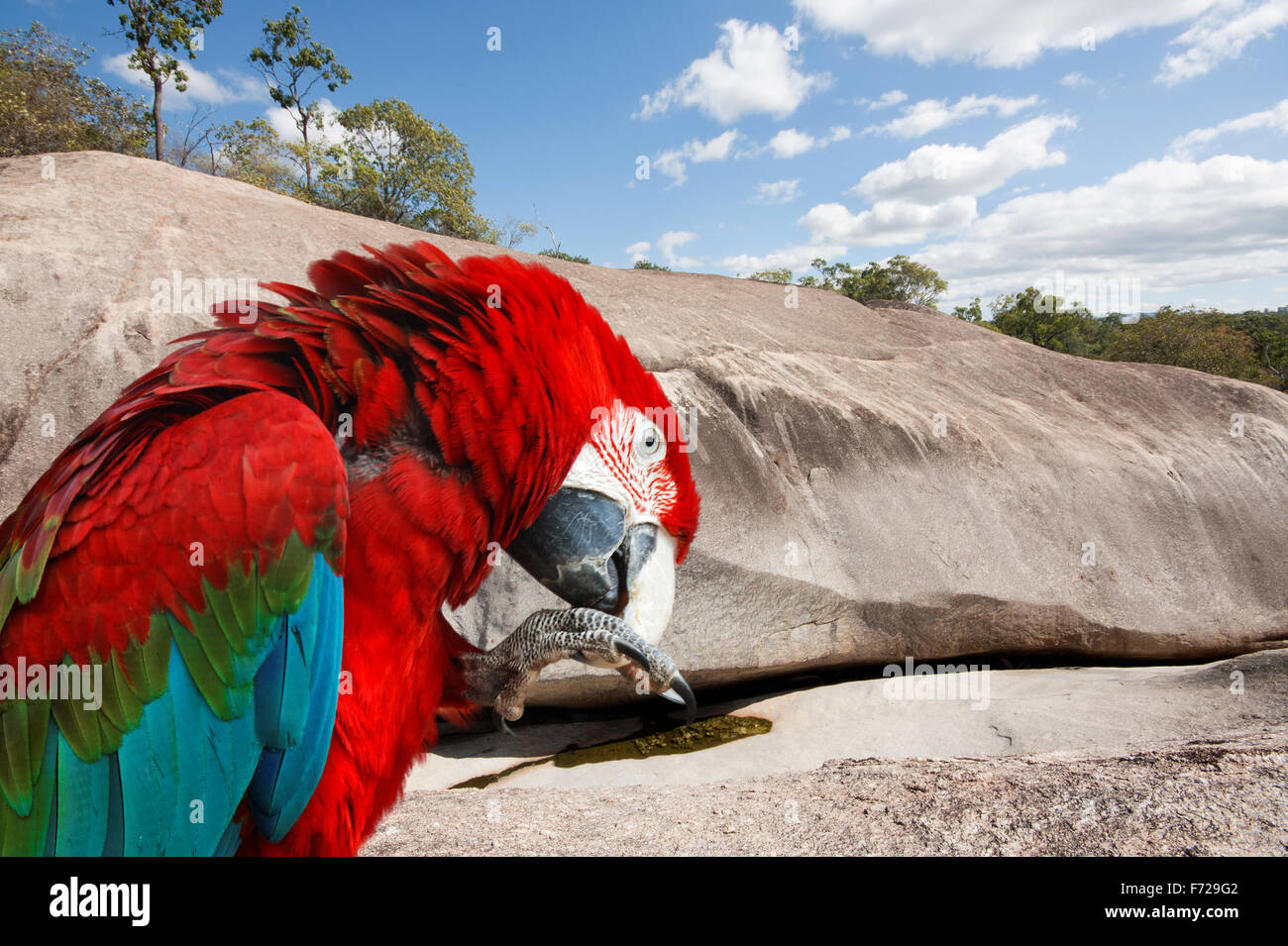 Un bel rosso Macaw bird Foto Stock