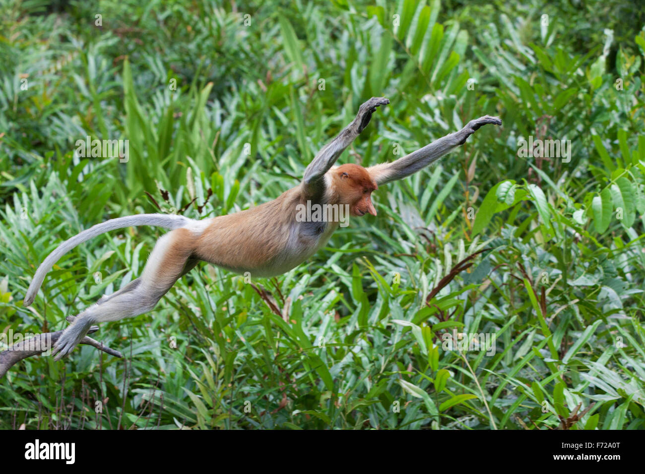 Proboscide femmina di scimmia (Nasalis larvatus) saltando in costiera della foresta di mangrovie Foto Stock