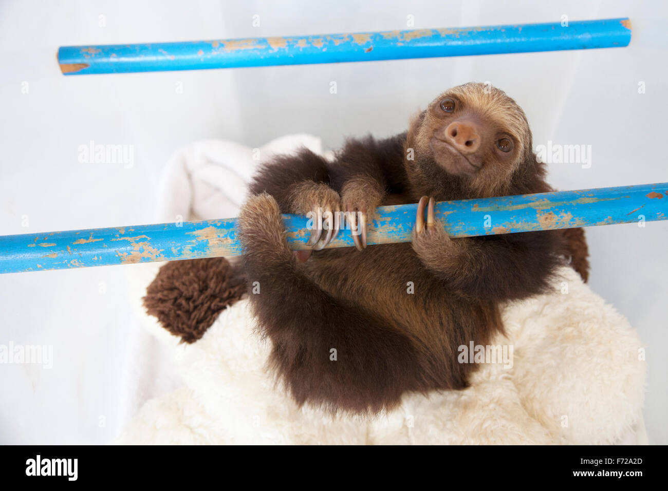 Orfano di Hoffmann a due dita bradipo baby (Choloepus hoffmanni) tempo di giocare in vivaio presso il bradipo Santuario Foto Stock