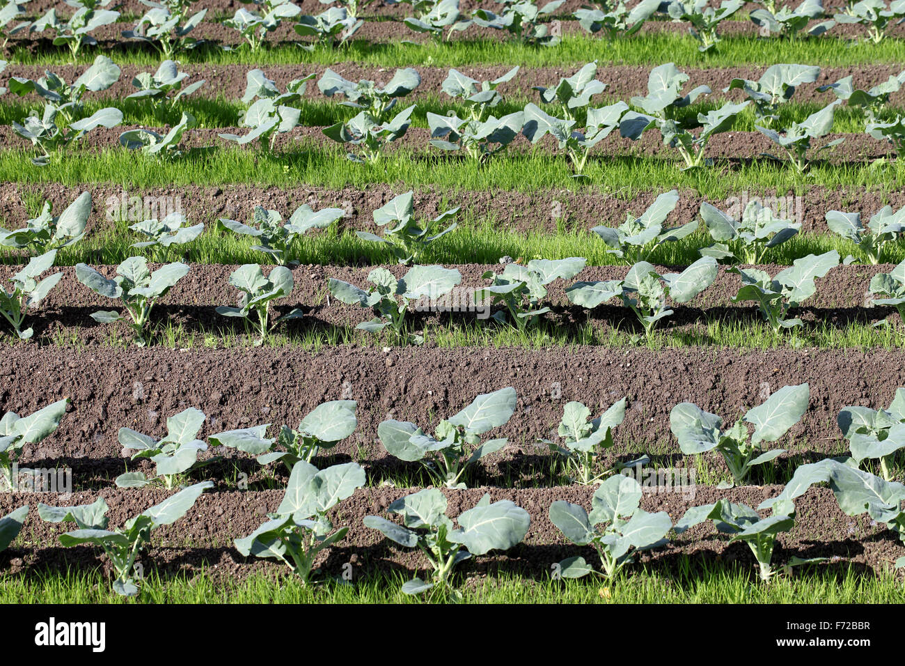 Impianto di broccoli in un campo di fattoria Foto Stock