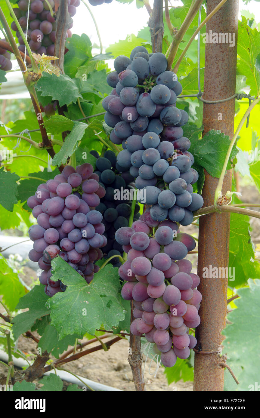 I grappoli di vino rosso uva appeso sul vino in tardo pomeriggio sun Foto Stock