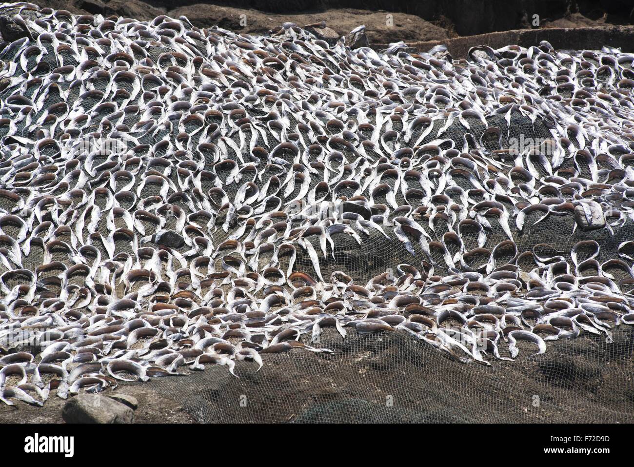 Essiccazione dei pesci, spiaggia di harnai, ratnagiri, Maharashtra, india, asia Foto Stock