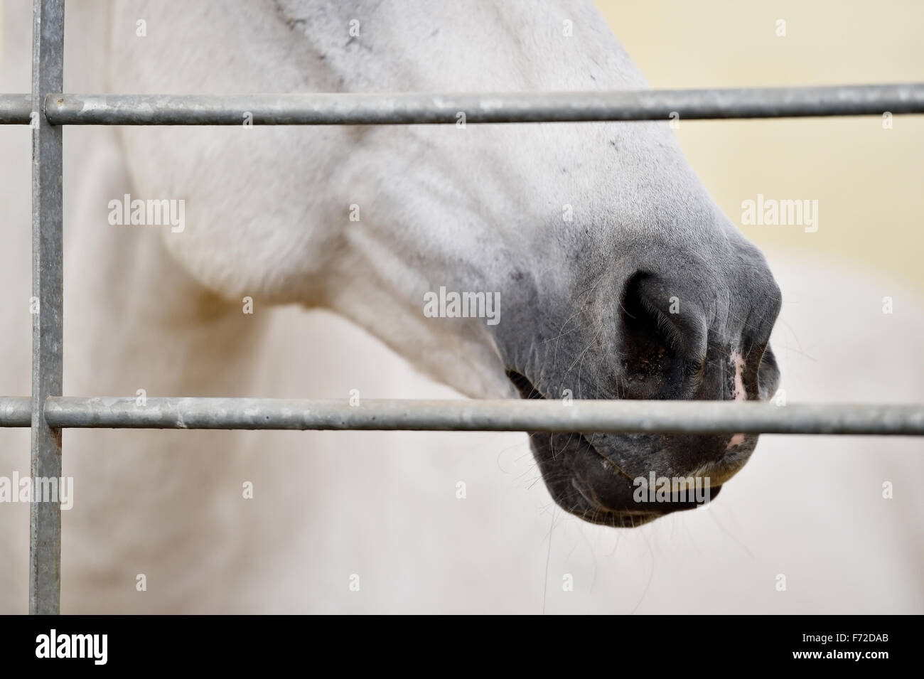 Closeup shot con il naso di un cavallo bianco all'interno di una penna Foto Stock