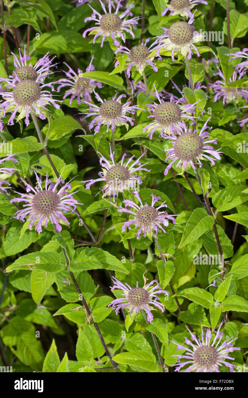 Crimson beebalm, Bee Balsamo, Horsemint, bergamotto, Oswego, Indianernessel, Indianer-Nessel, Monarde, Pferdeminze, Monarda didyma Foto Stock