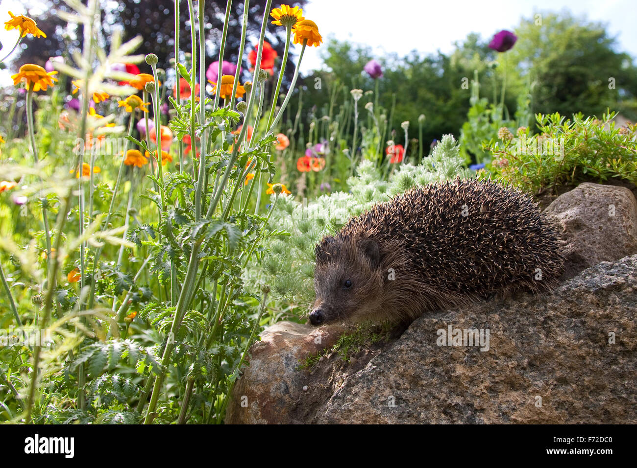 Western riccio, Europeo riccio, giardino, Europäischer Igel, Garten, Westigel, Braunbrustigel, Erinaceus europaeus, Hérisson Foto Stock