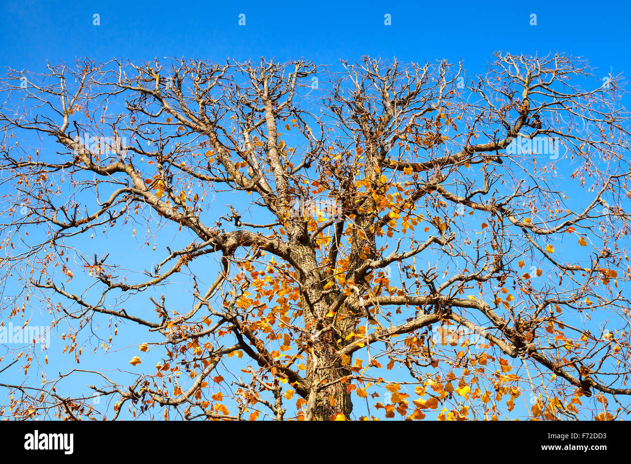 Struttura decorativa tagliato in una forma piatta. Il parco di Schonbrunn di Vienna, Austria Foto Stock