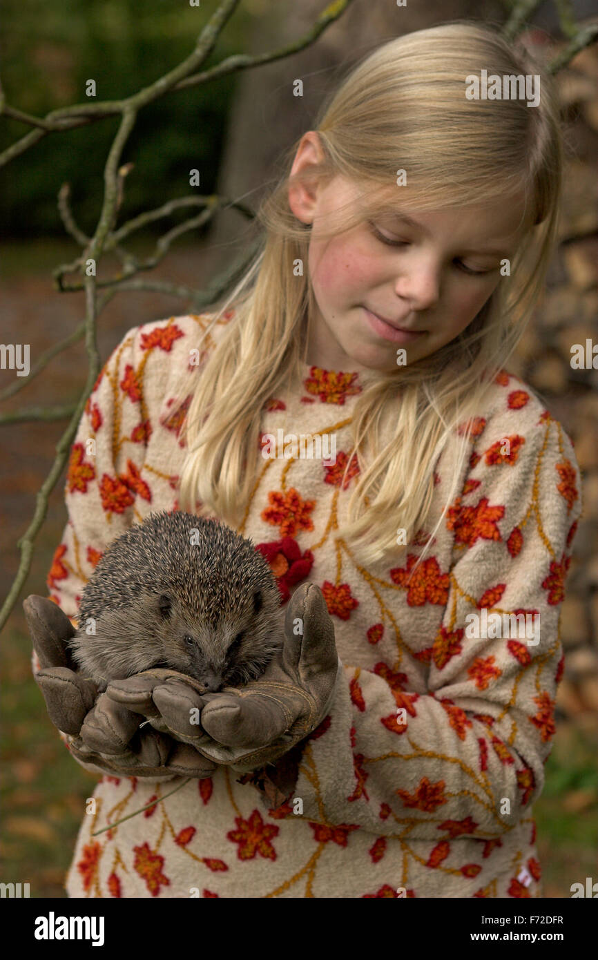 Western riccio, ragazza, bambino, Mädchen, tipo mit Igel, Erinaceus europaeus, Westigel, Braunbrustigel, Hérisson Foto Stock