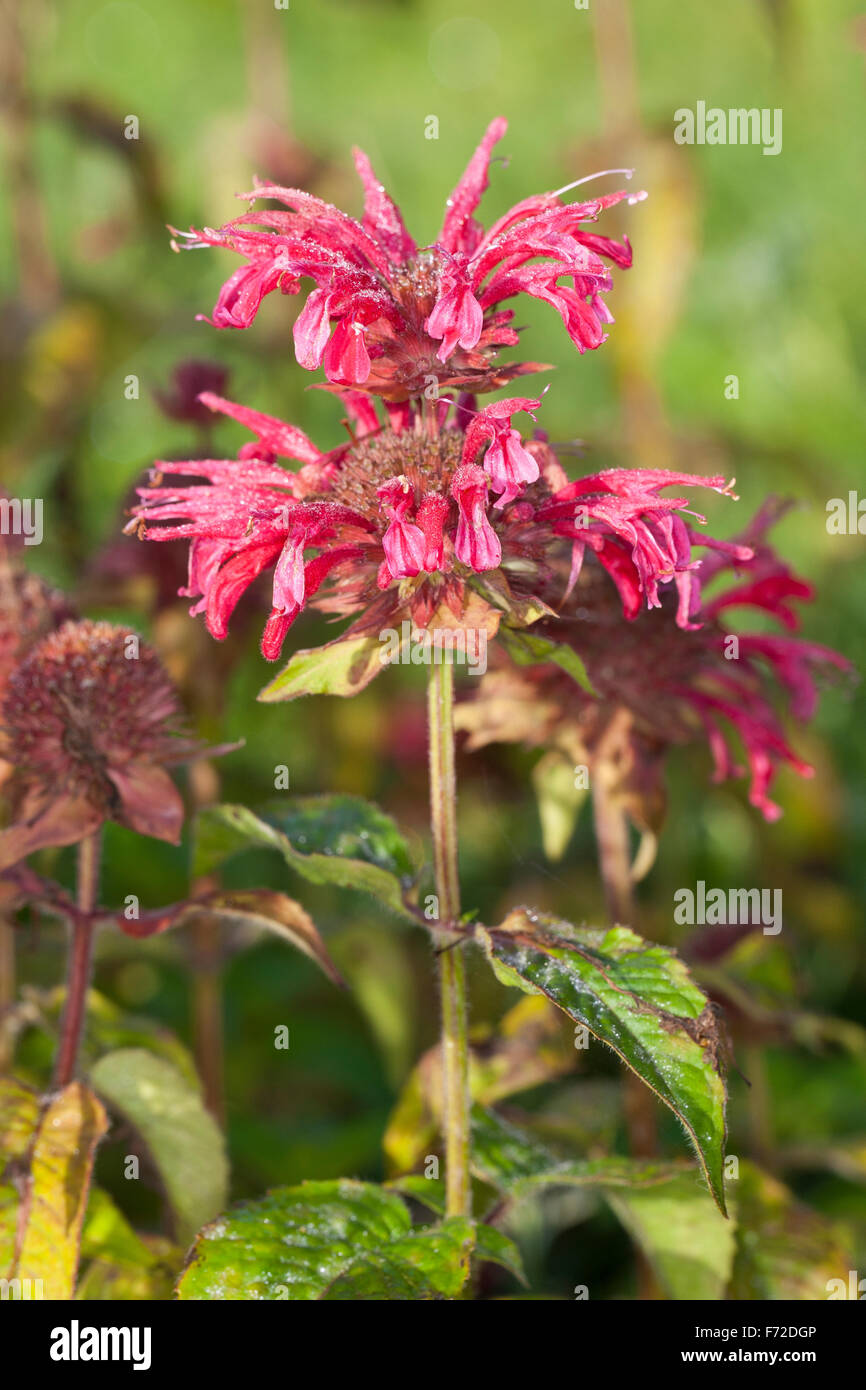 Crimson beebalm, Bee Balsamo, Horsemint, bergamotto, Oswego, Indianernessel, Indianer-Nessel, Monarde, Pferdeminze, Monarda didyma Foto Stock