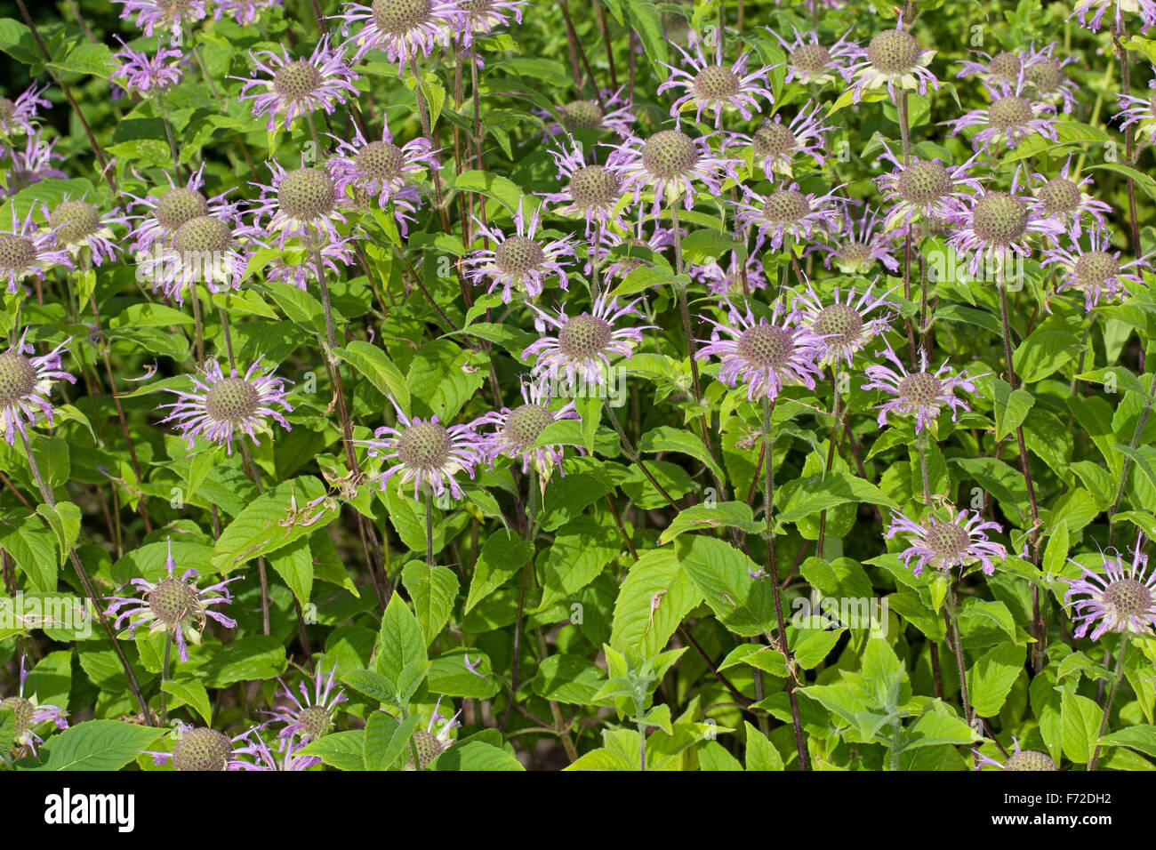 Crimson beebalm, Bee Balsamo, Horsemint, bergamotto, Oswego, Indianernessel, Indianer-Nessel, Monarde, Pferdeminze, Monarda didyma Foto Stock
