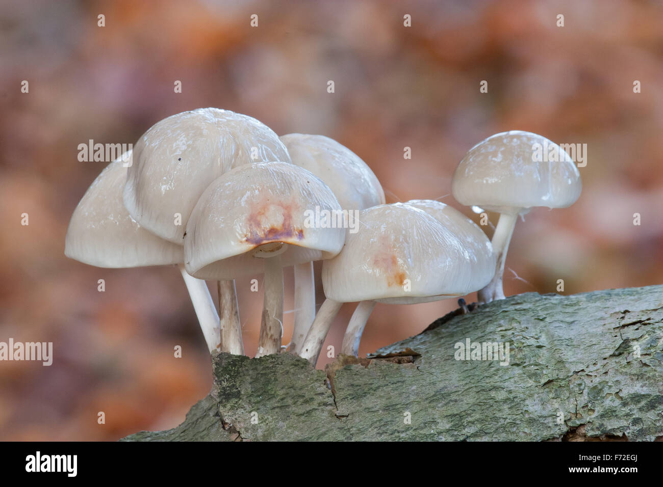 Funghi di porcellana Oudemansiella mucida sul tronco di faggio in autunno Foto Stock