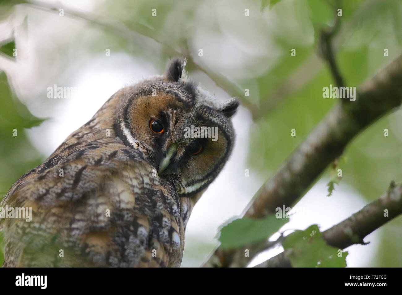 Ritratto di gufo comune (Asio otus), Europa Foto Stock