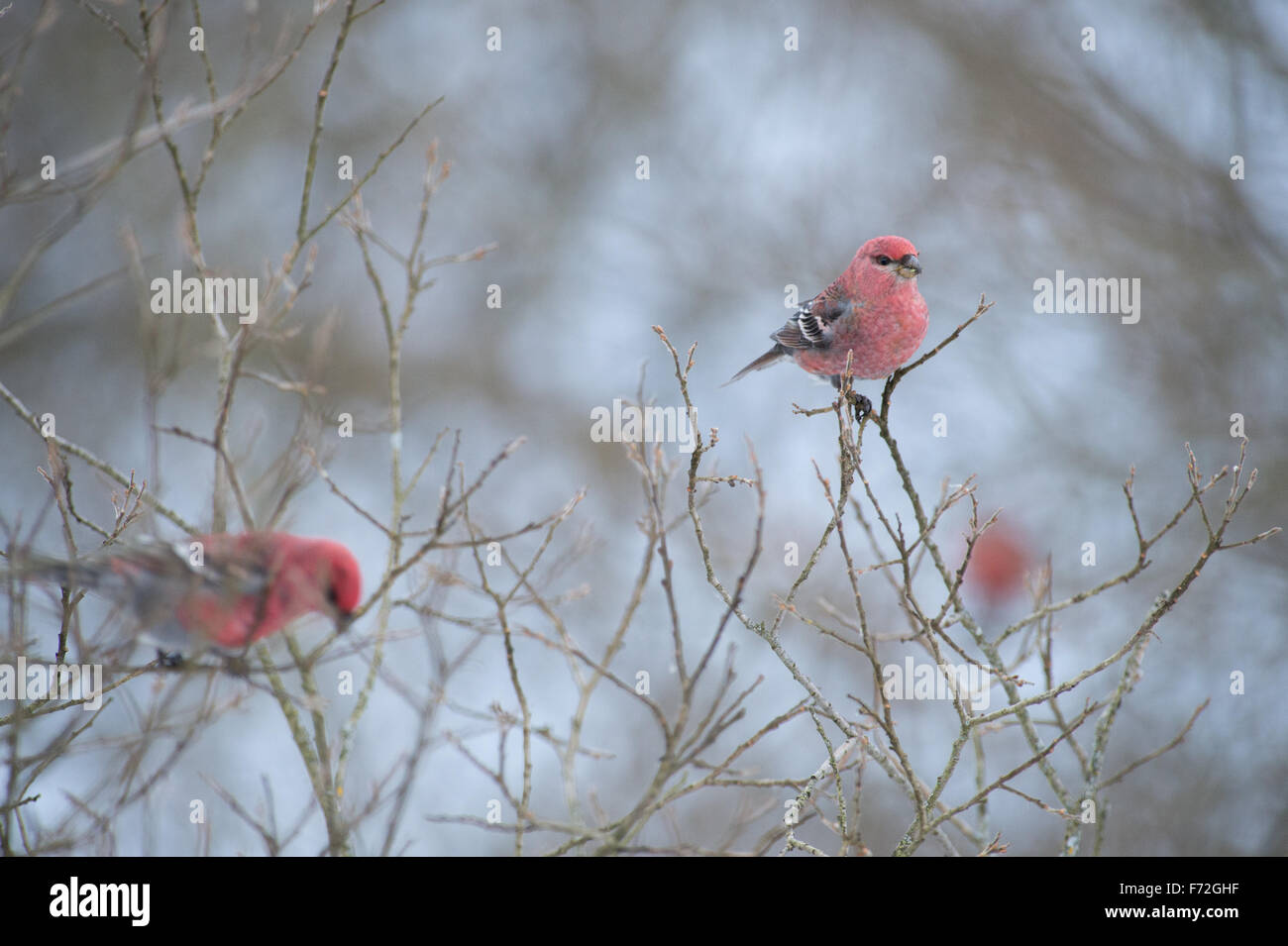 Pino maschio Grosbeak (Pinicola enucleator). Europa Foto Stock