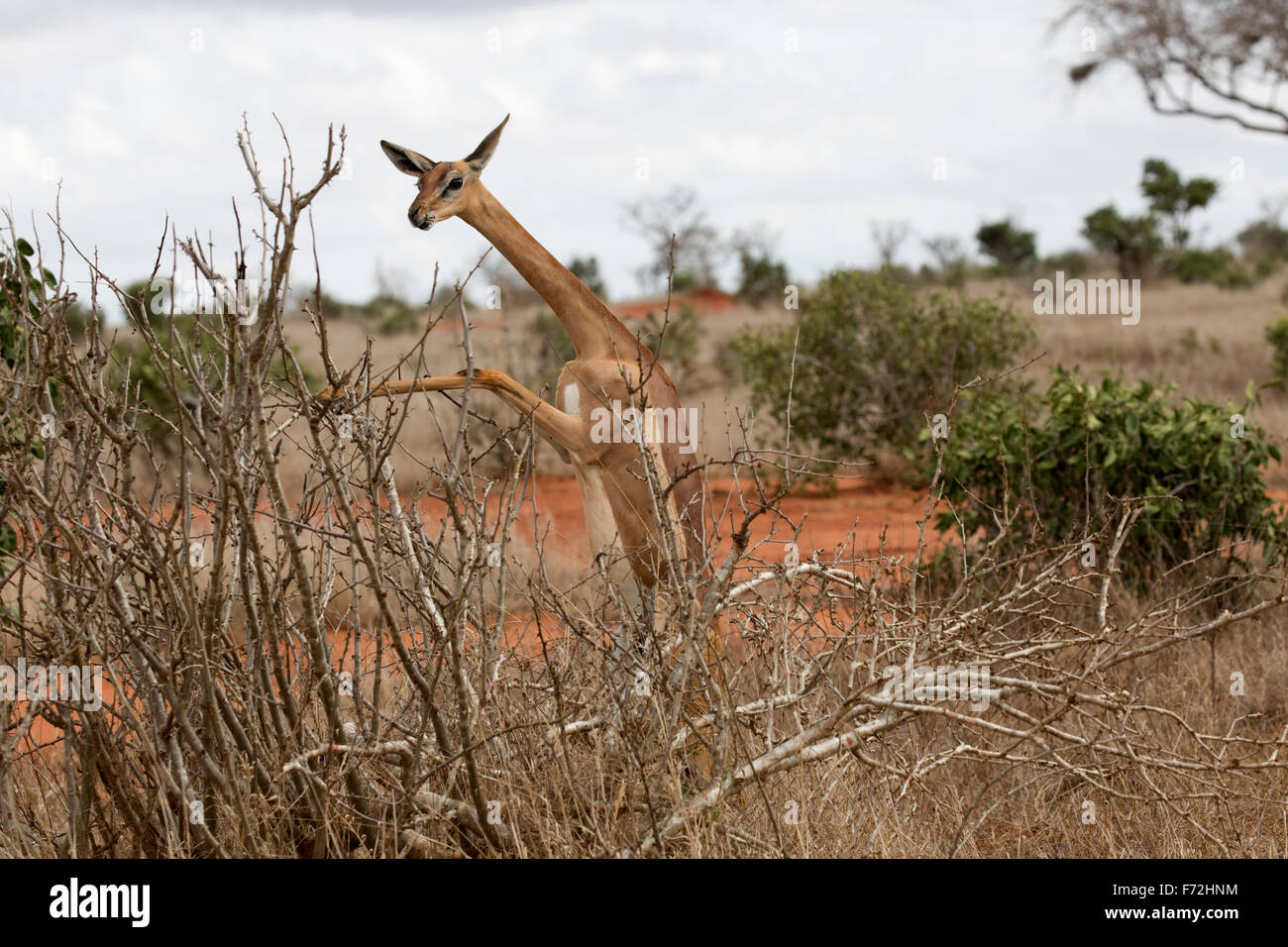 Gerenuk litocranius walleri navigando parco nazionale orientale di tsavo kenya Foto Stock