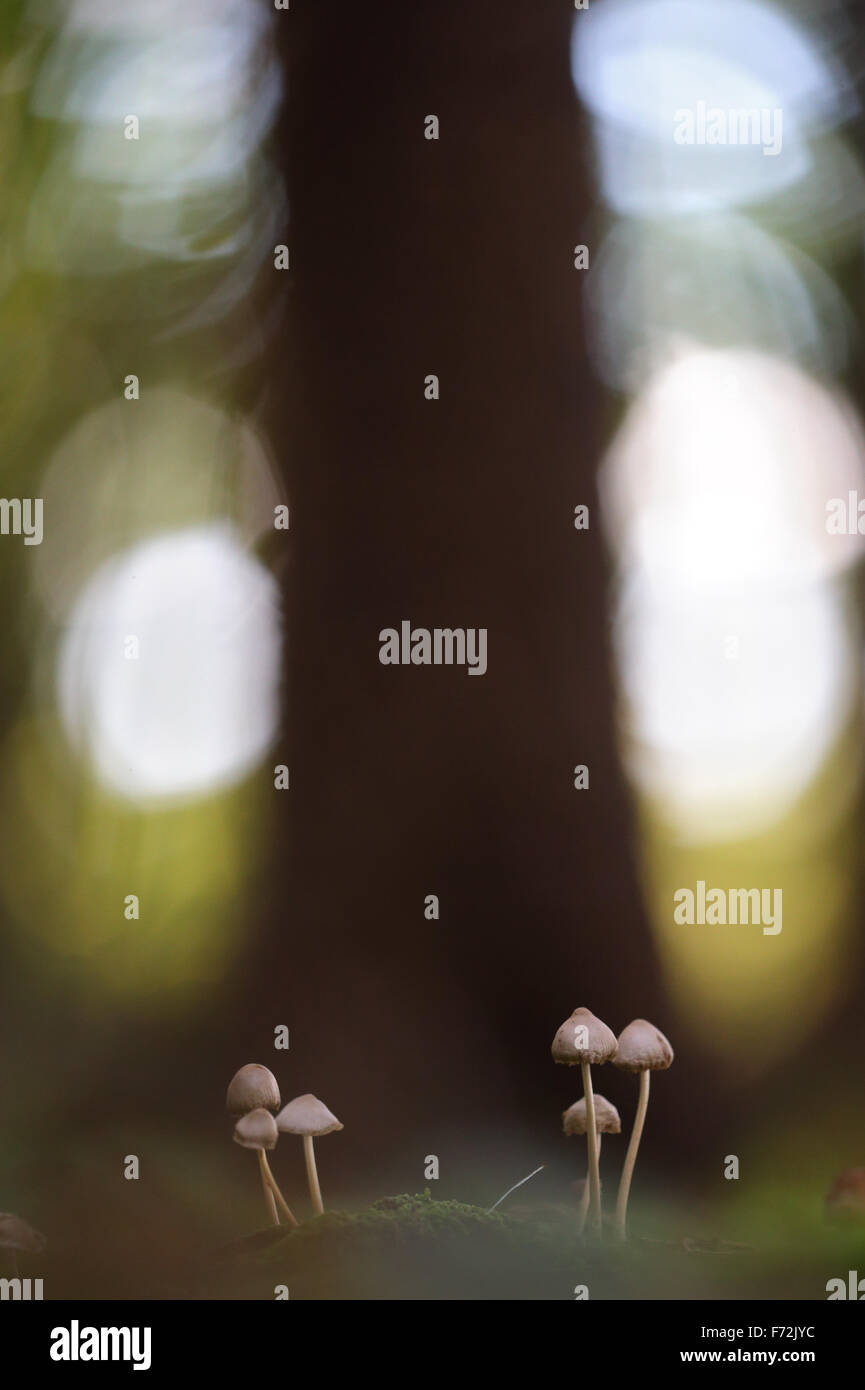 Poco i funghi di bosco Foto Stock