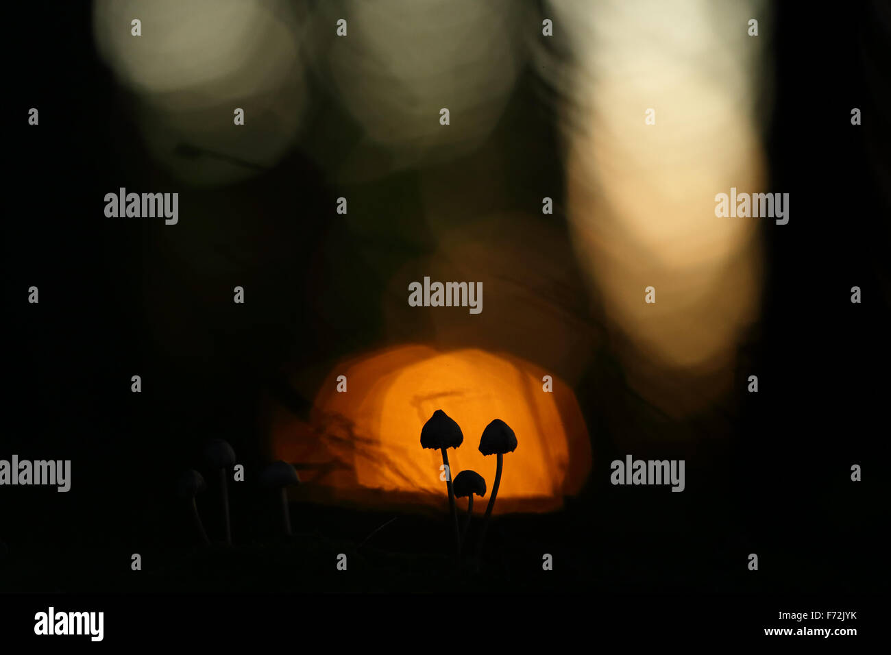 Poco i funghi di bosco Foto Stock