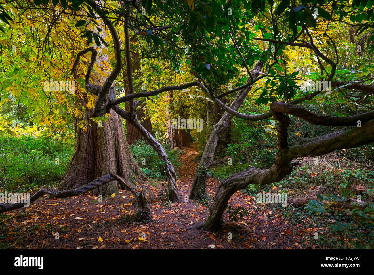 Nodose e alberi intrecciati in autunno a Ellesmere, North Shropshire, Inghilterra, Regno Unito Foto Stock