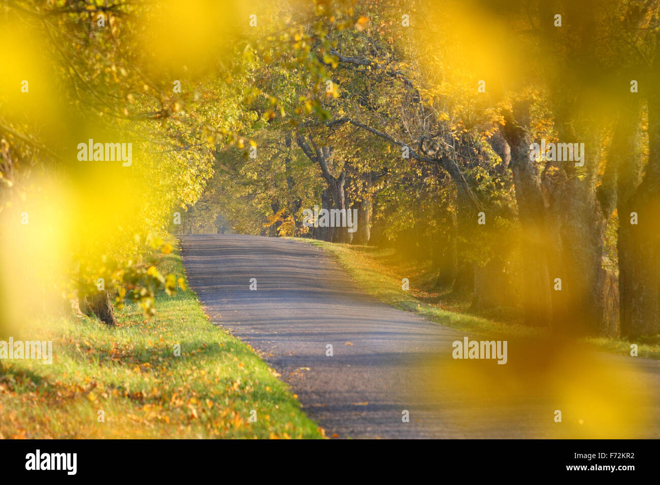 Vicolo in autunno. Estonia, Europa Foto Stock