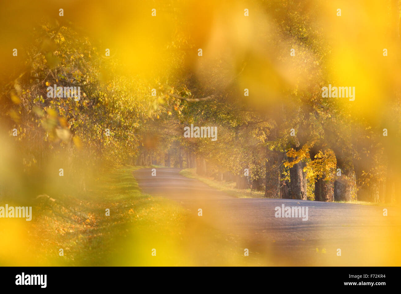 Vicolo in autunno. Estonia, Europa Foto Stock