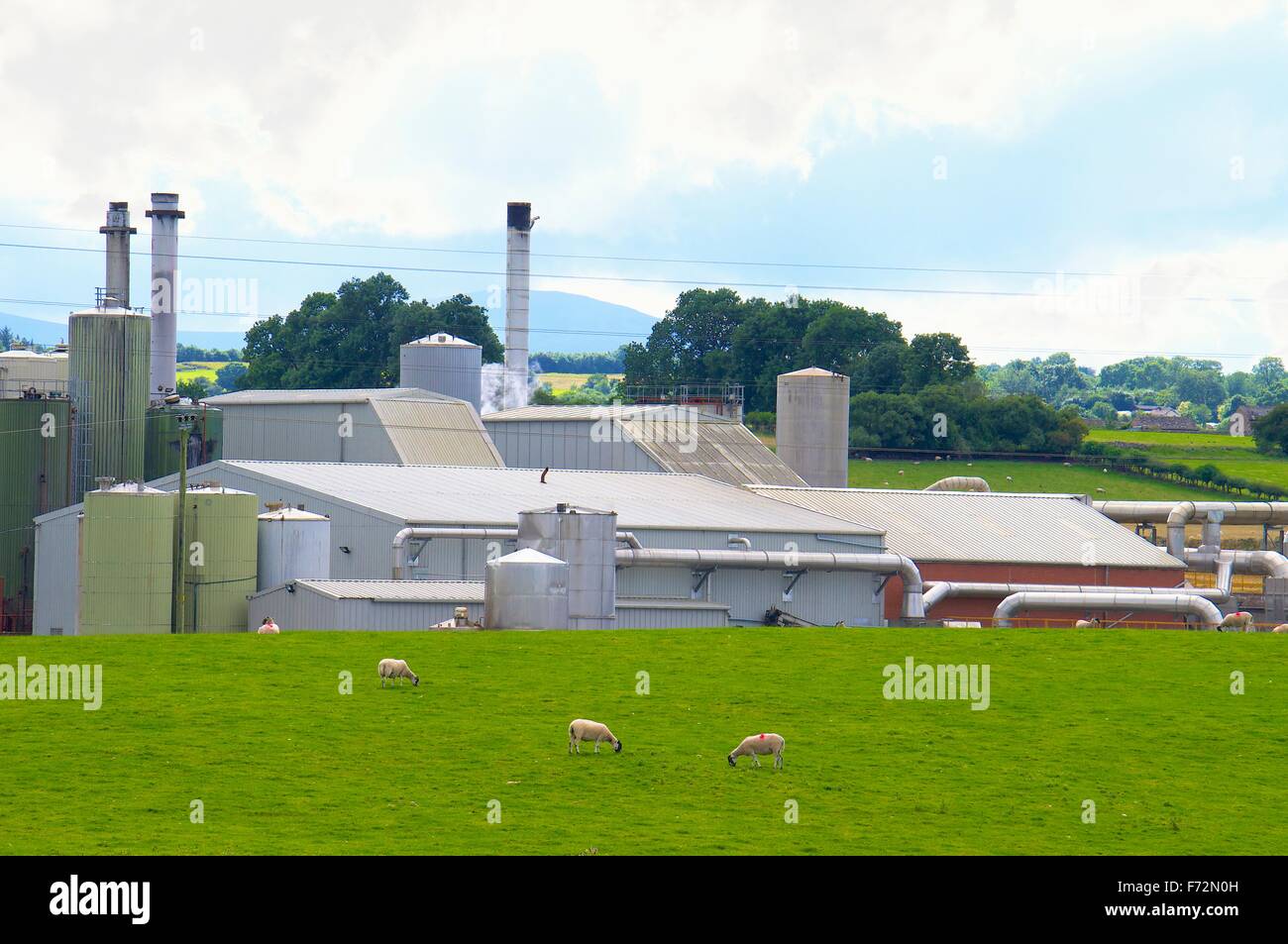 Penrith, Cumbria, Inghilterra. Proteina di Alba Penrith Ltd animale sardigna, fonte di Penrith Pong. Foto Stock