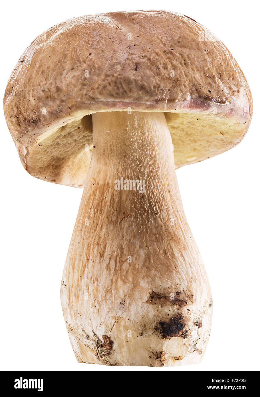 Funghi Porcini isolato su uno sfondo bianco. Foto Stock