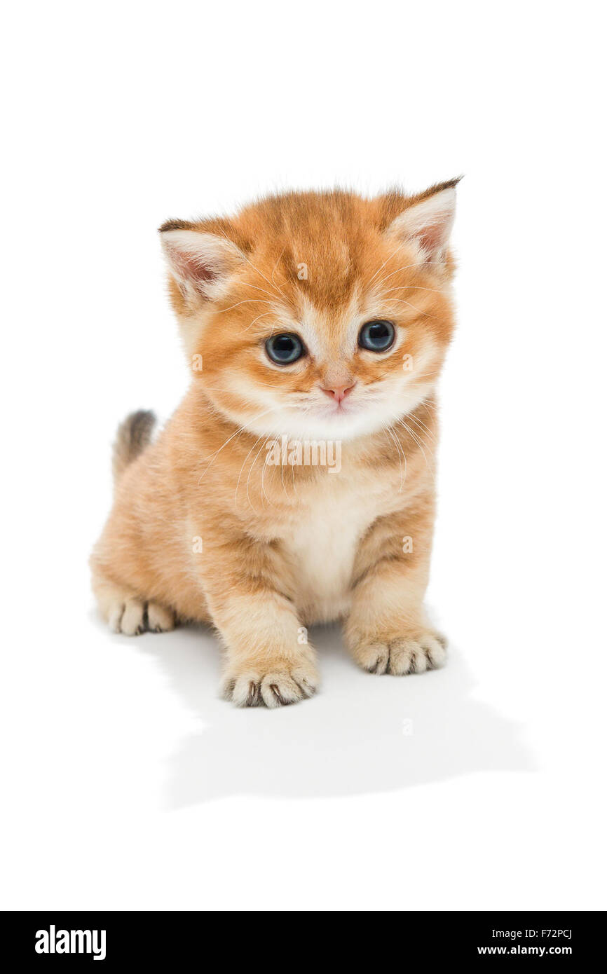 Piccolo gattino razza British, il marmo rosso di colorazione. L'età di un  mese. Isolato su bianco Foto stock - Alamy