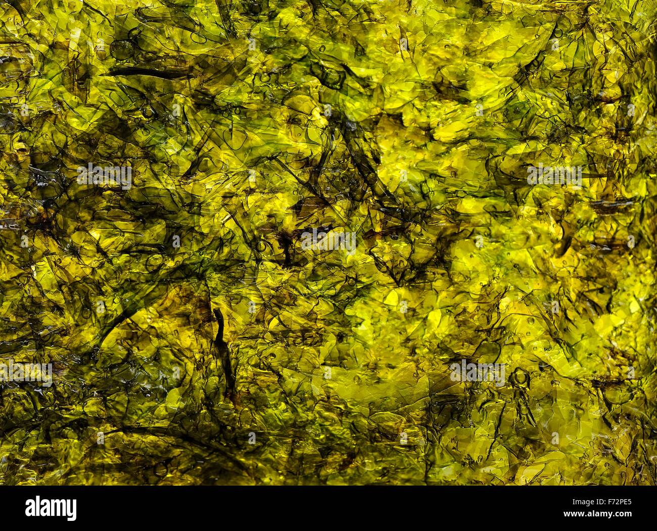 Astrazione, alga Laminaria Foto Stock