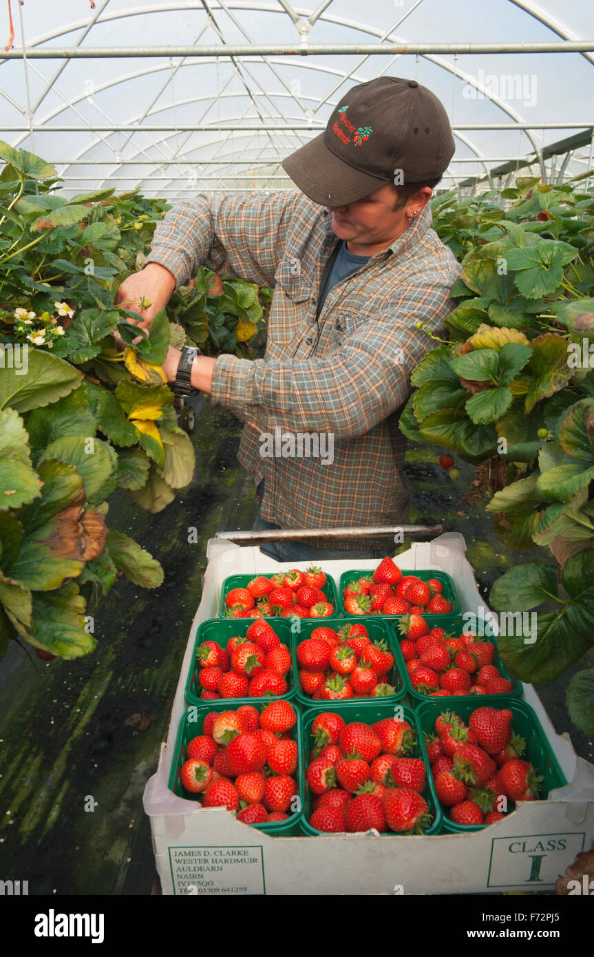 La raccolta di fragole - Moray, Scozia. Foto Stock