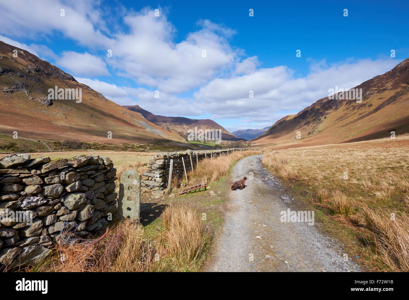 Guardando lungo Newlands Beck, Derwent Fells nel Lake District inglese, UK. Foto Stock