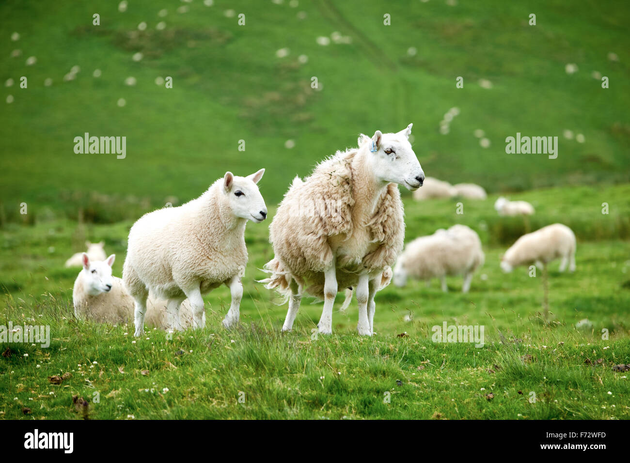 Allevamento di pecore nella campagna di Northumberland. "Adrenalinici Cheviot Hill' razza. Foto Stock
