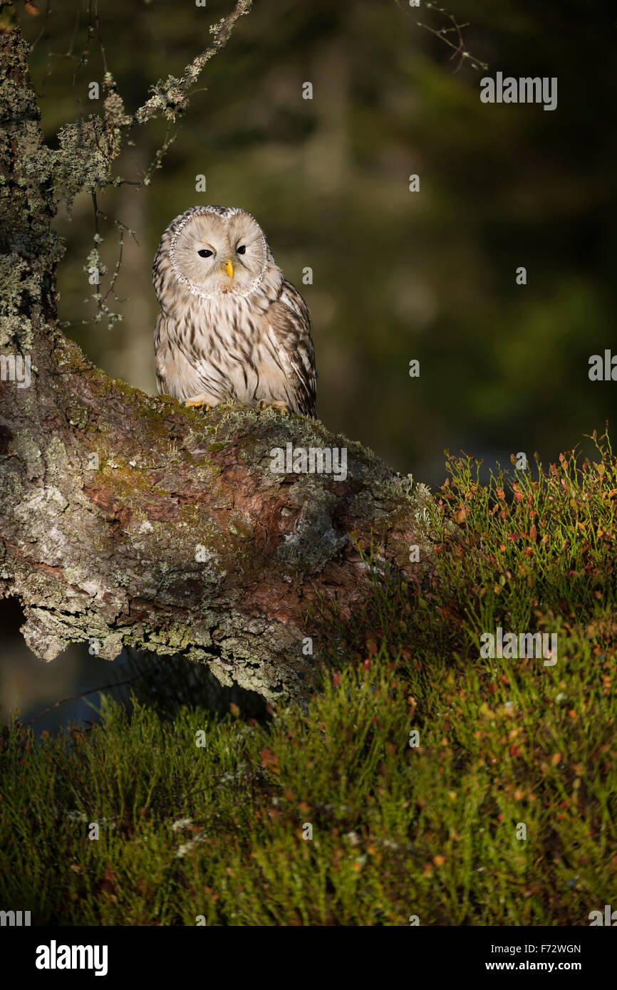 Ural Owl / Habichtskauz ( Strix uralensis ) si appollaia in un vecchio albero lichened mentre sunrise. Foto Stock