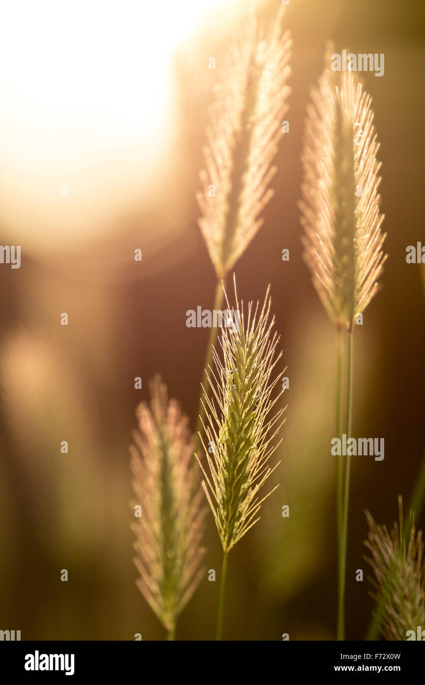 Prato orzo (Hordeum secalinum) picchi di fiore retroilluminati da sole Foto Stock