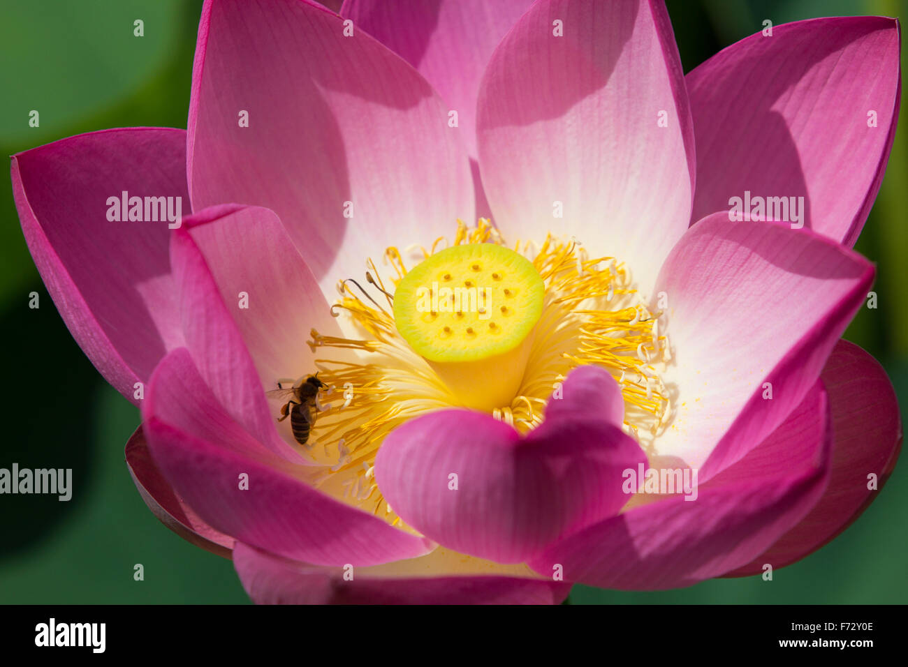 Close-up di un rosa fiore di loto fioritura e un'ape Foto Stock