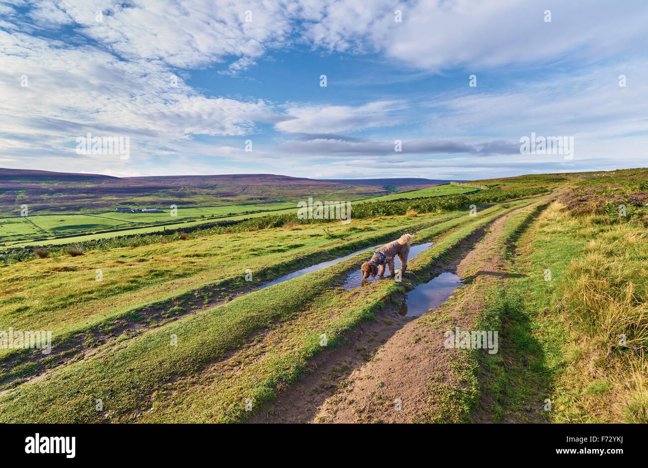 Cane a piedi nella campagna inglese, nella contea di Durham. Foto Stock