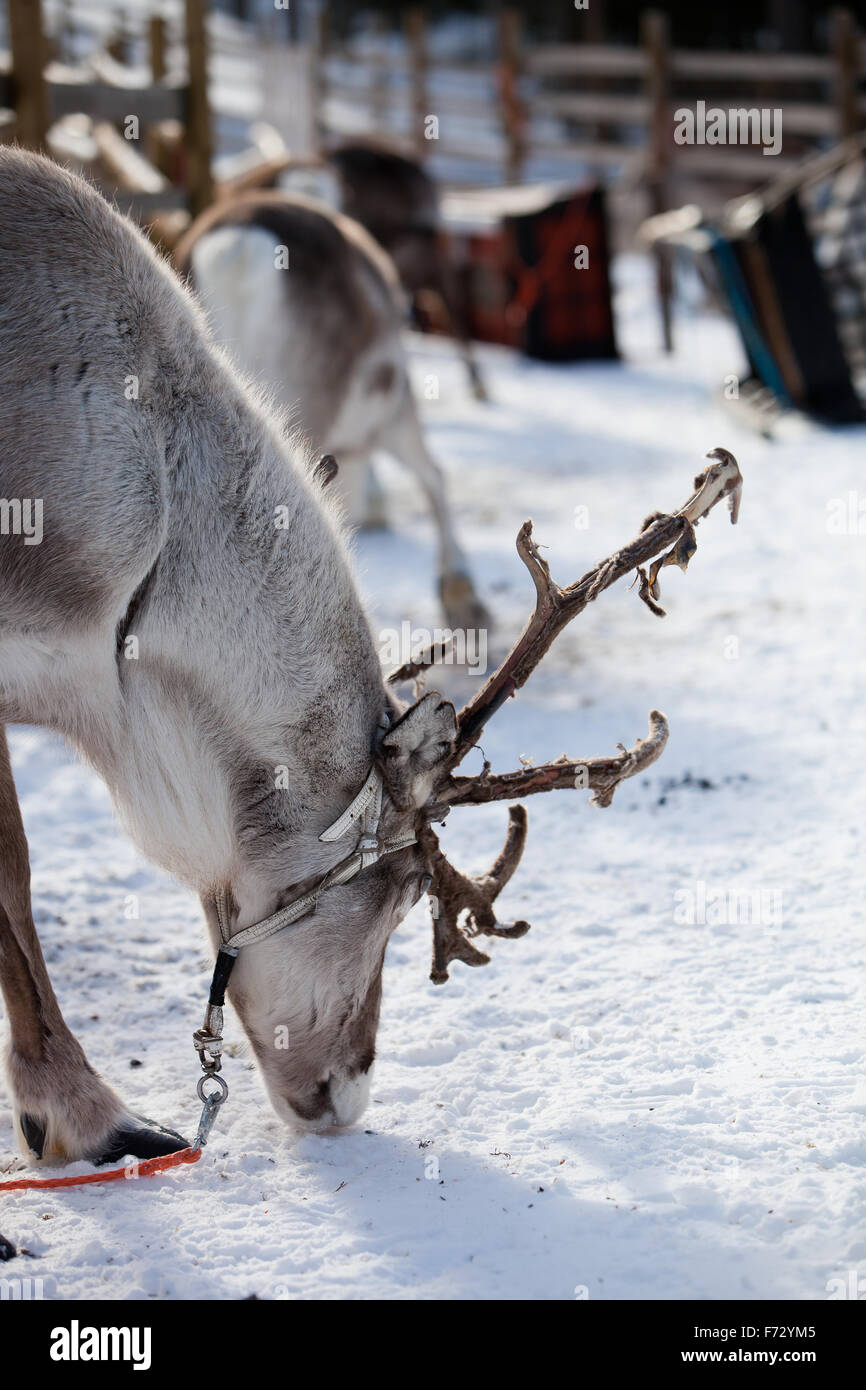 La renna mangiare in Lapponia finlandese Foto Stock