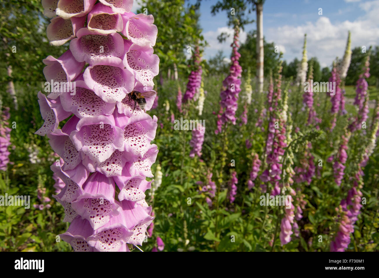 Foxgloves Fiori (Digitalis purpurea Excelsior gruppo) con Bumblebee nectaring e di impollinazione Foto Stock