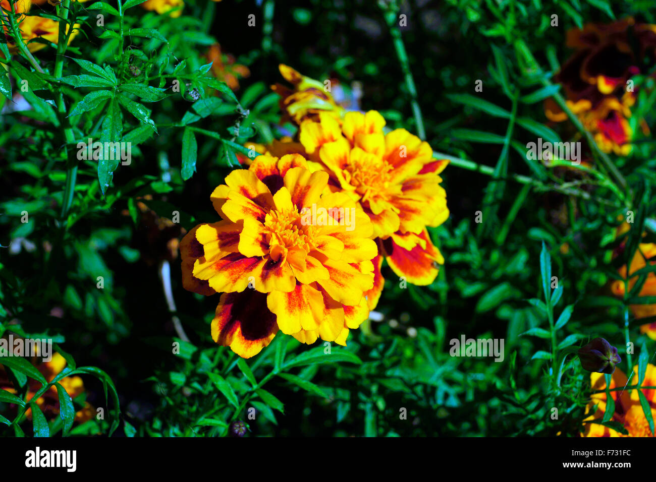 Le calendule insieme in fiore nel tramonto Foto Stock