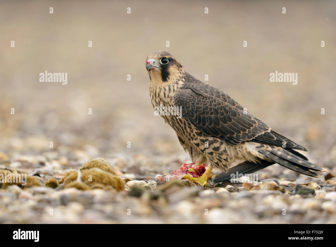 Giovani Duck Hawk / Wanderfalke ( Falco peregrinus ) si siede su un tetto ghiaiose sulla parte superiore di un edificio industriale, mangiare un piccione. Foto Stock