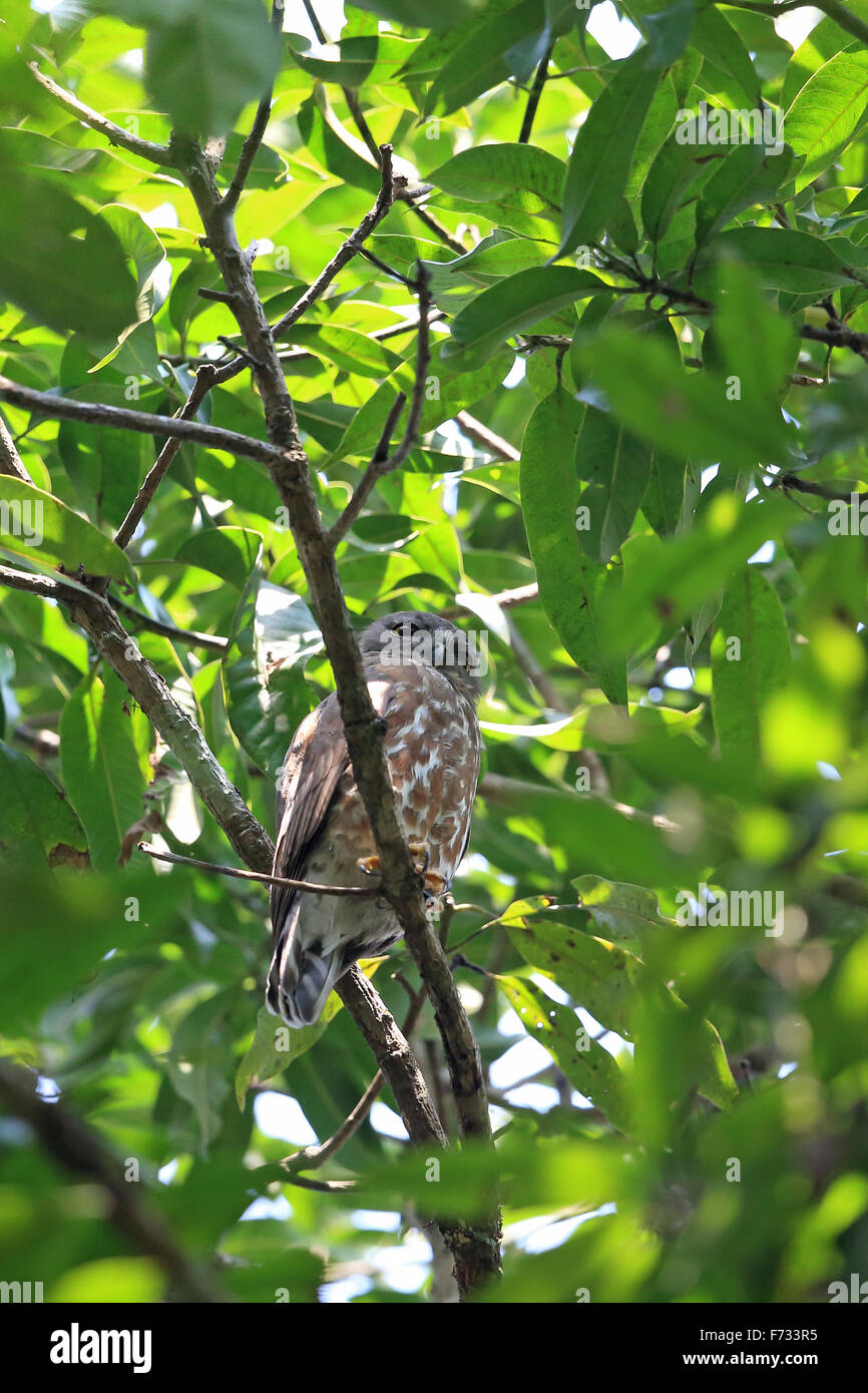 Brown Hawk Owl (Ninox scutulata hirsute) Foto Stock