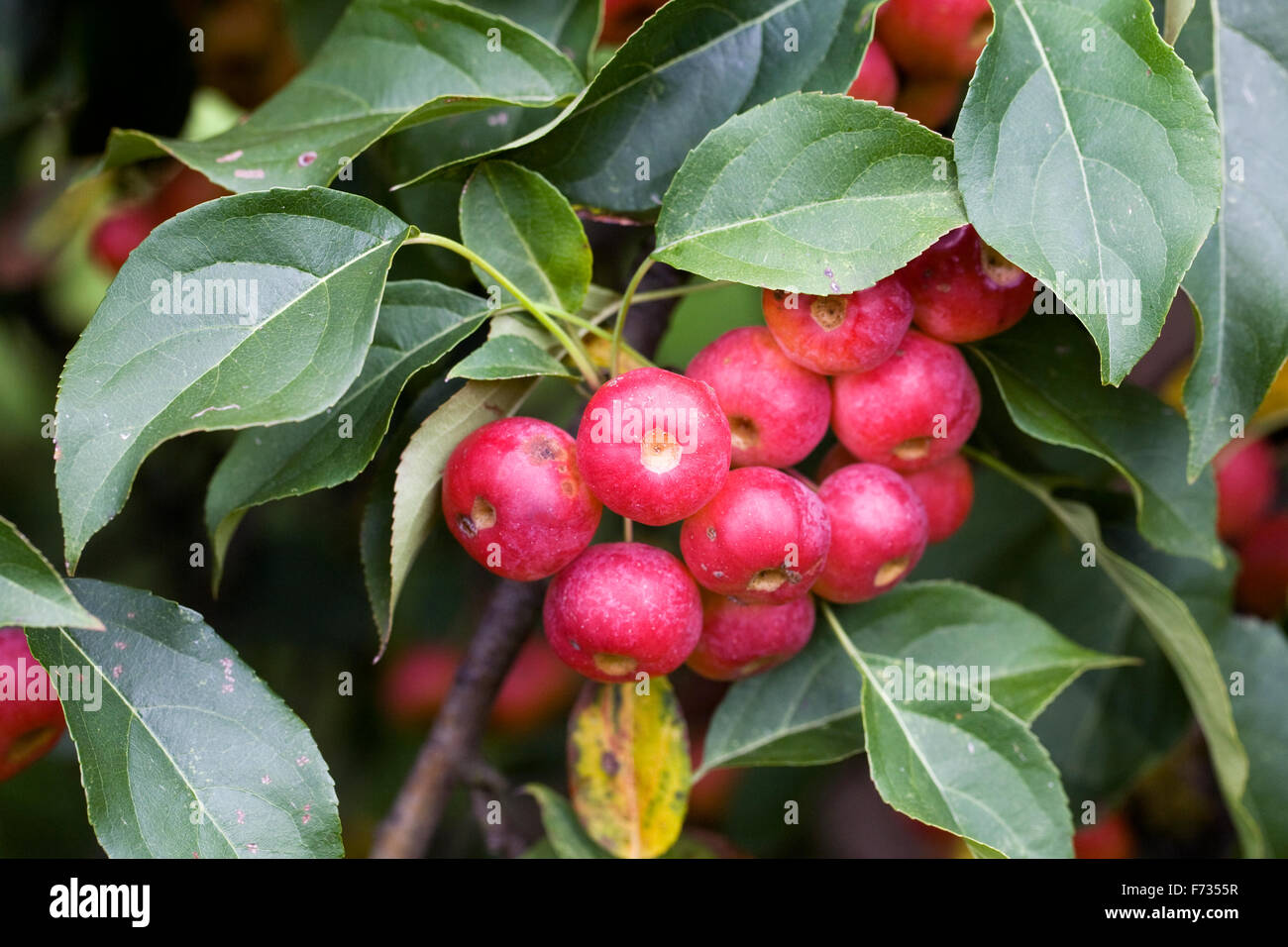 Malus x robusta 'Rosso' Siberiano frutta. Foto Stock