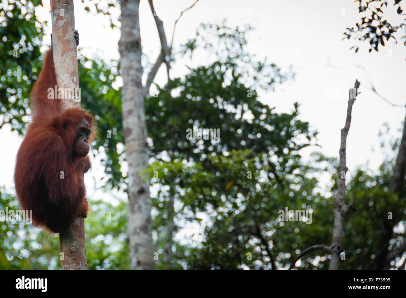 Orang Utan seduto su un albero nella giungla, Indonesia Foto Stock Orang Utan seduto su un albero nella giungla, Indonesia Foto Stock